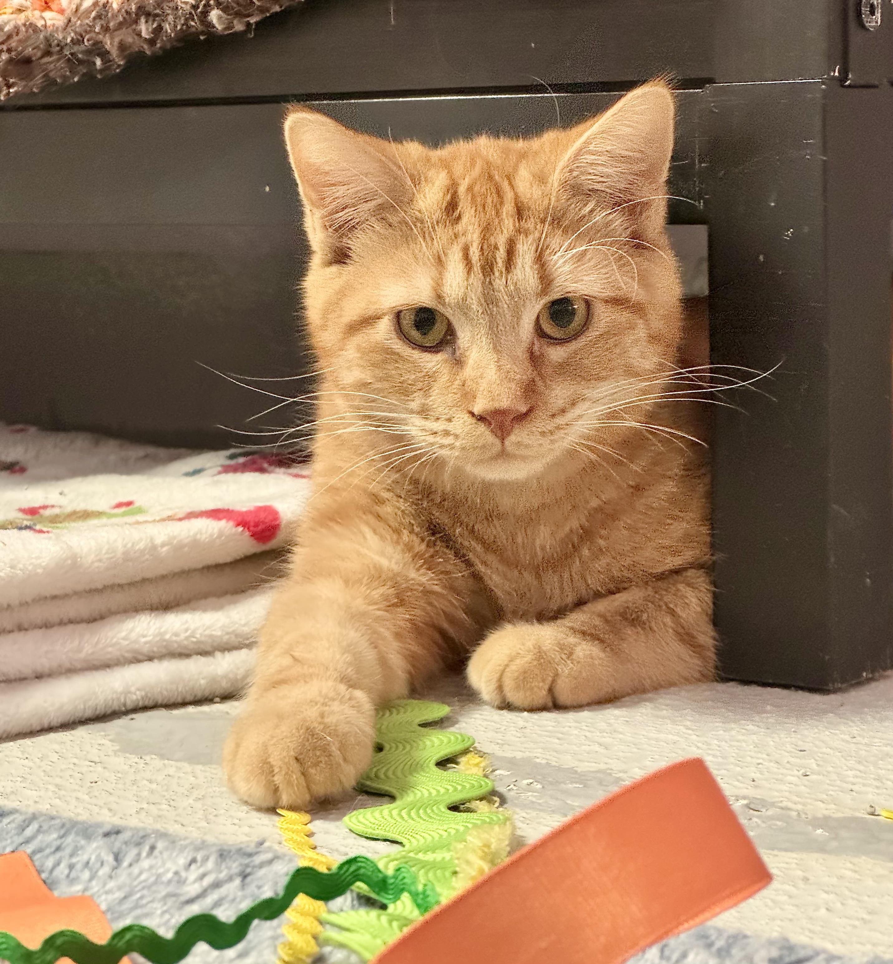 Saguaro, Adoptable, Young Male Domestic Short Hair.