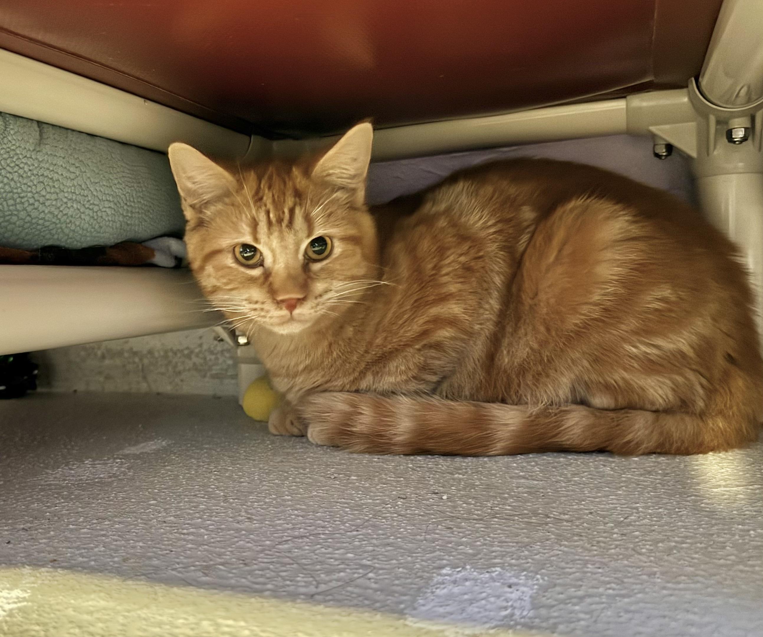 Enlarge Saguaro, a Adoptable mixed breed in Lakewood, CO image 2/3