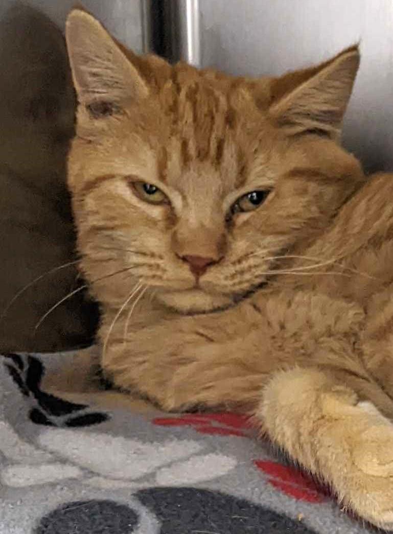 Enlarge Saguaro (bonded to Tux), a Adoptable mixed breed in Lakewood, CO image 6/6