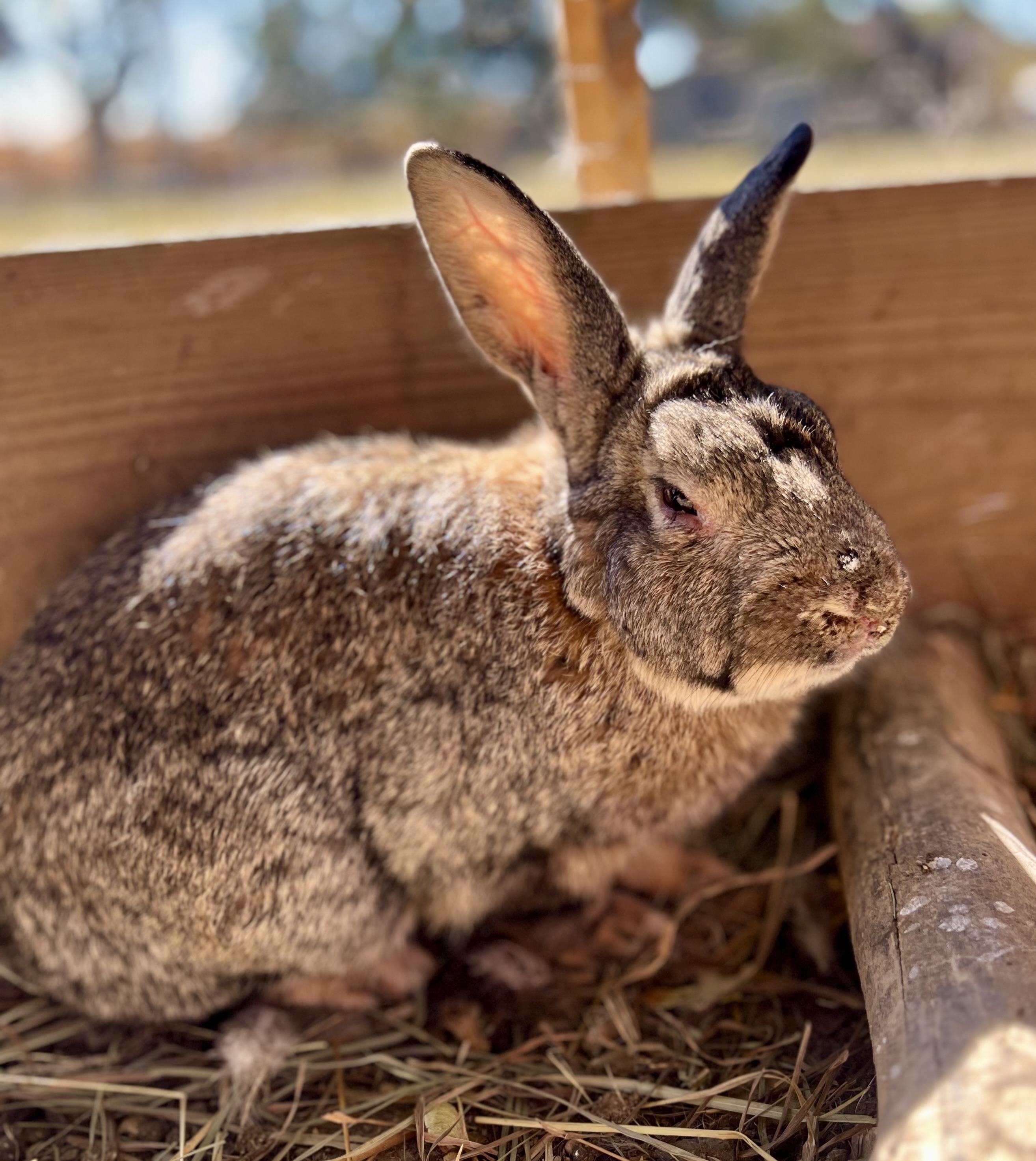 Brownie, Adoptable, Young Male Bunny Rabbit.