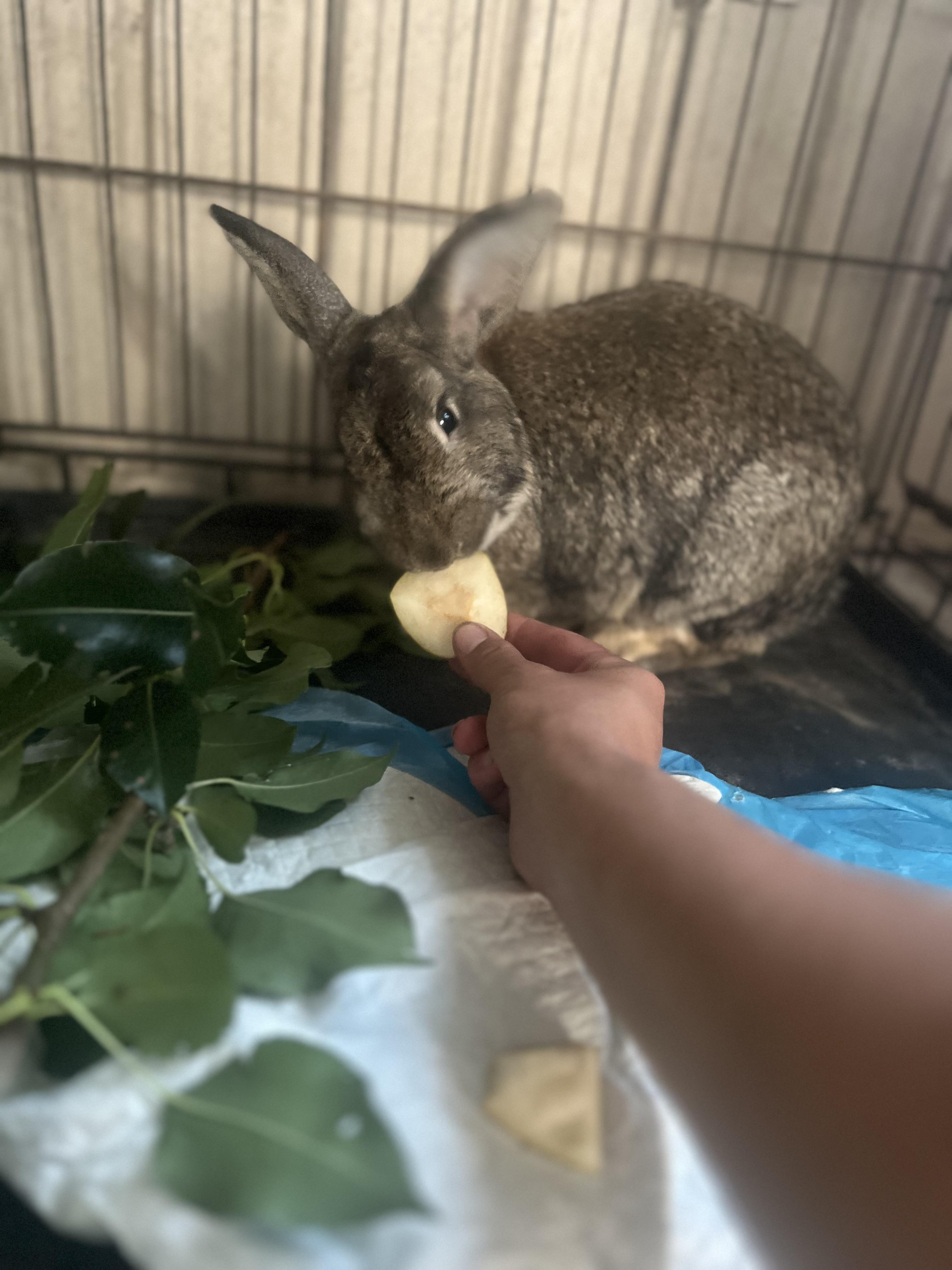 Enlarge Brownie, a Adoptable mixed breed in Matthews, IN image 2/2