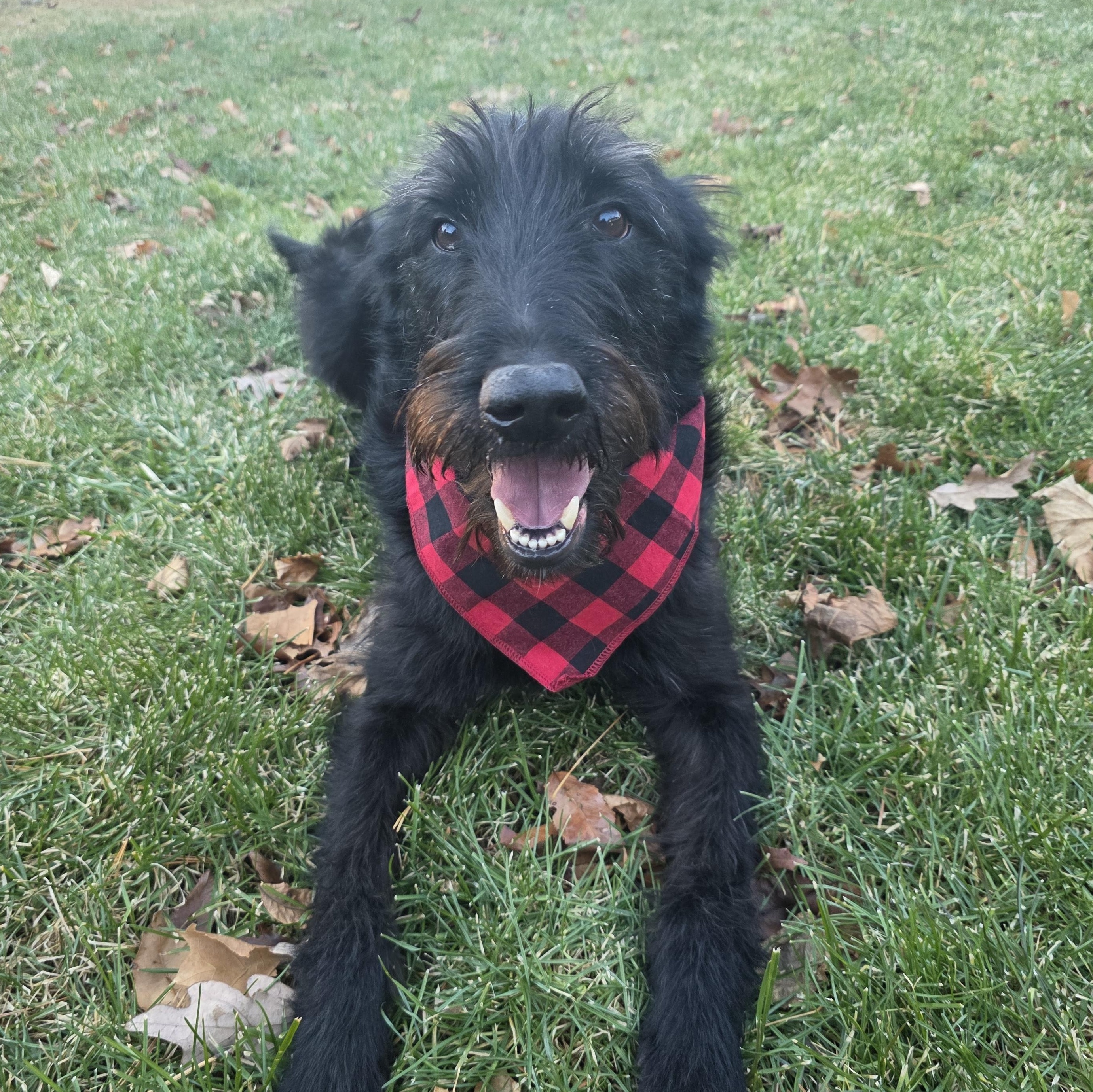 Enlarge Dracko, a Adoptable mixed breed in Mastic beach, NY image 2/6