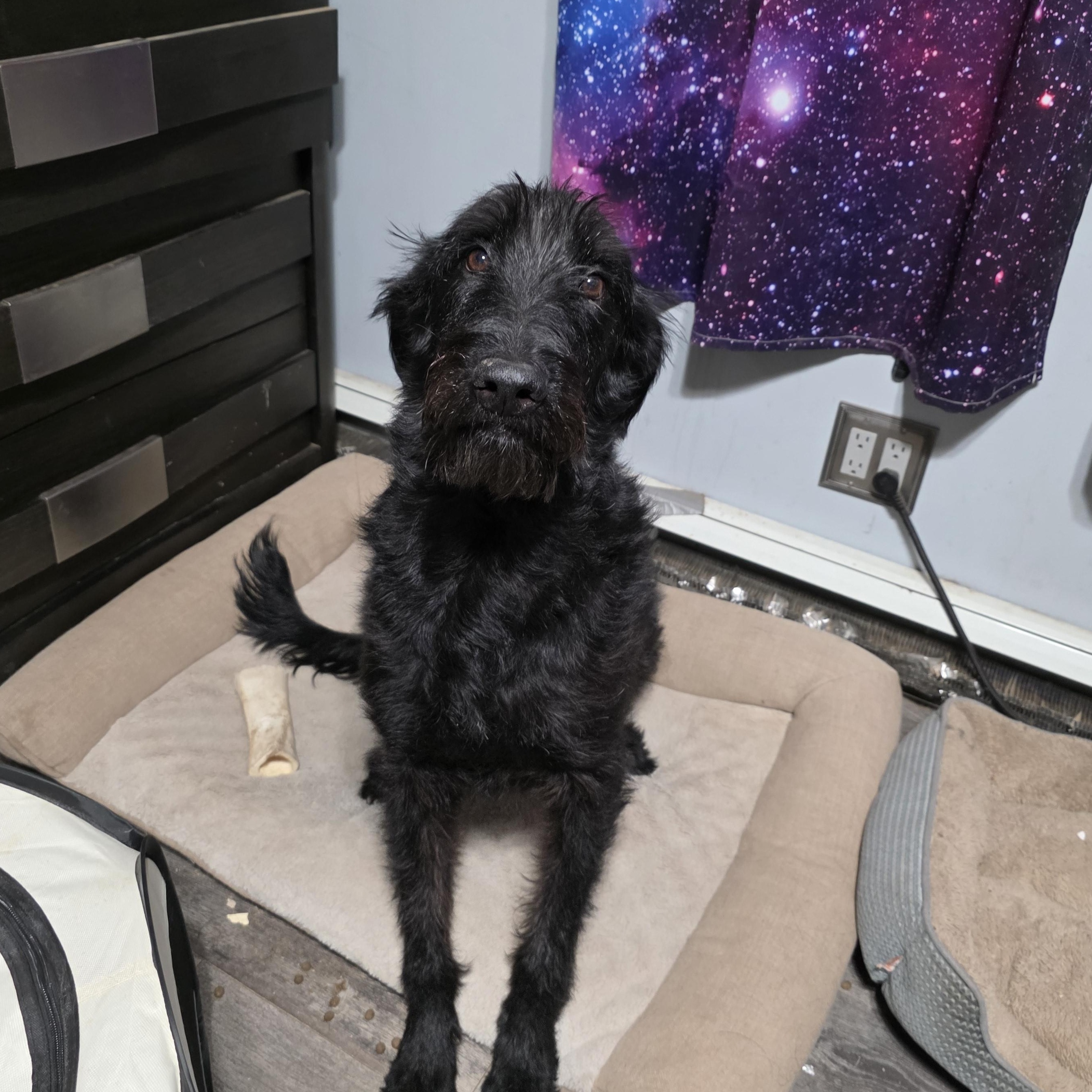 Enlarge Dracko, a Adoptable mixed breed in Mastic beach, NY image 5/6