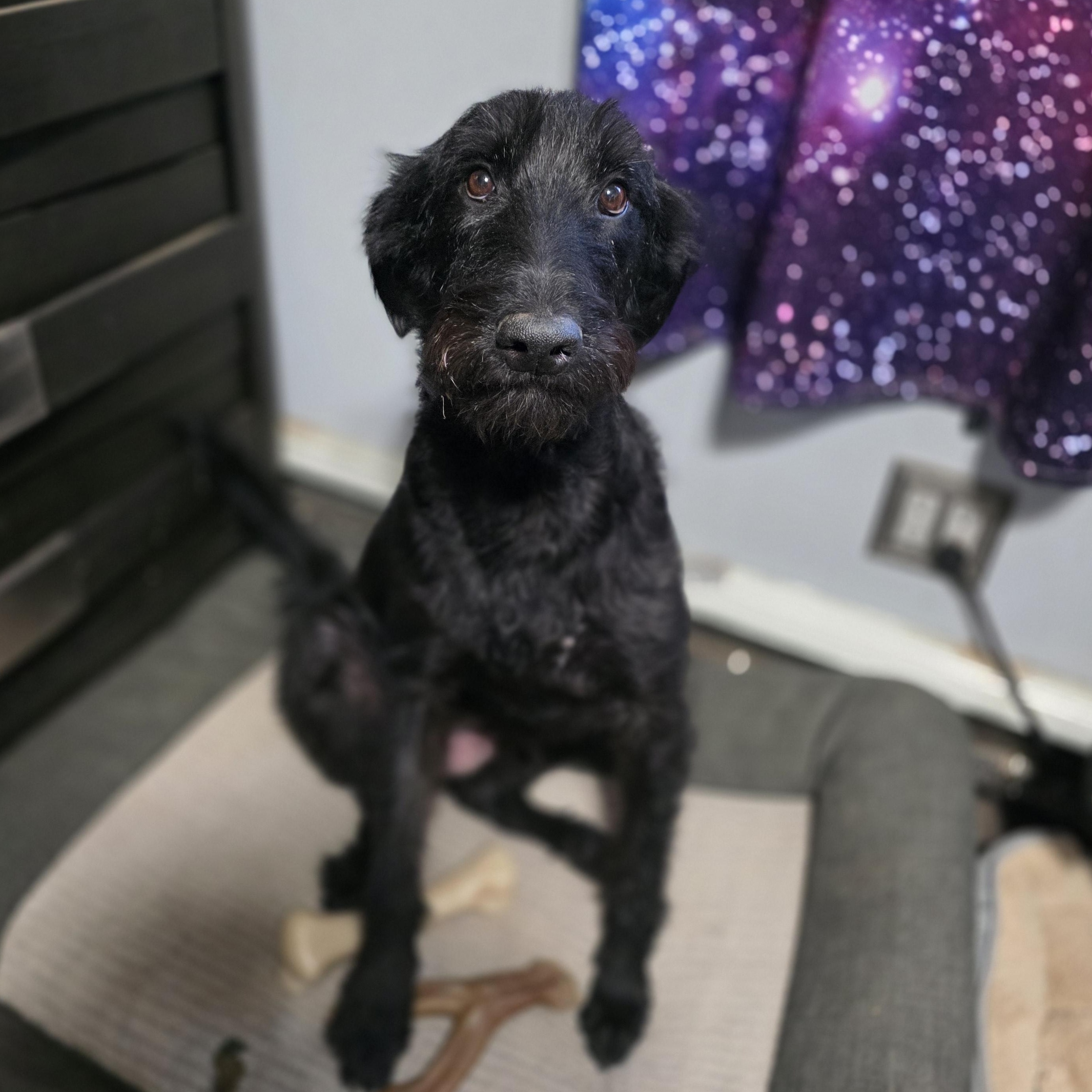 Enlarge Dracko, a Adoptable mixed breed in Mastic beach, NY image 6/6