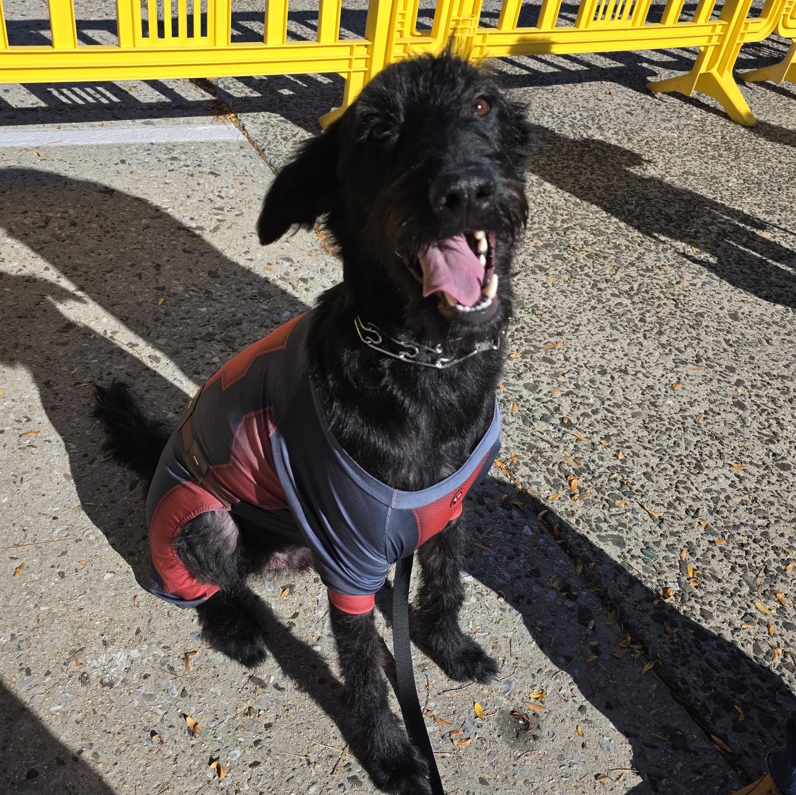 Enlarge Dracko, a Adoptable mixed breed in Mastic beach, NY image 4/6