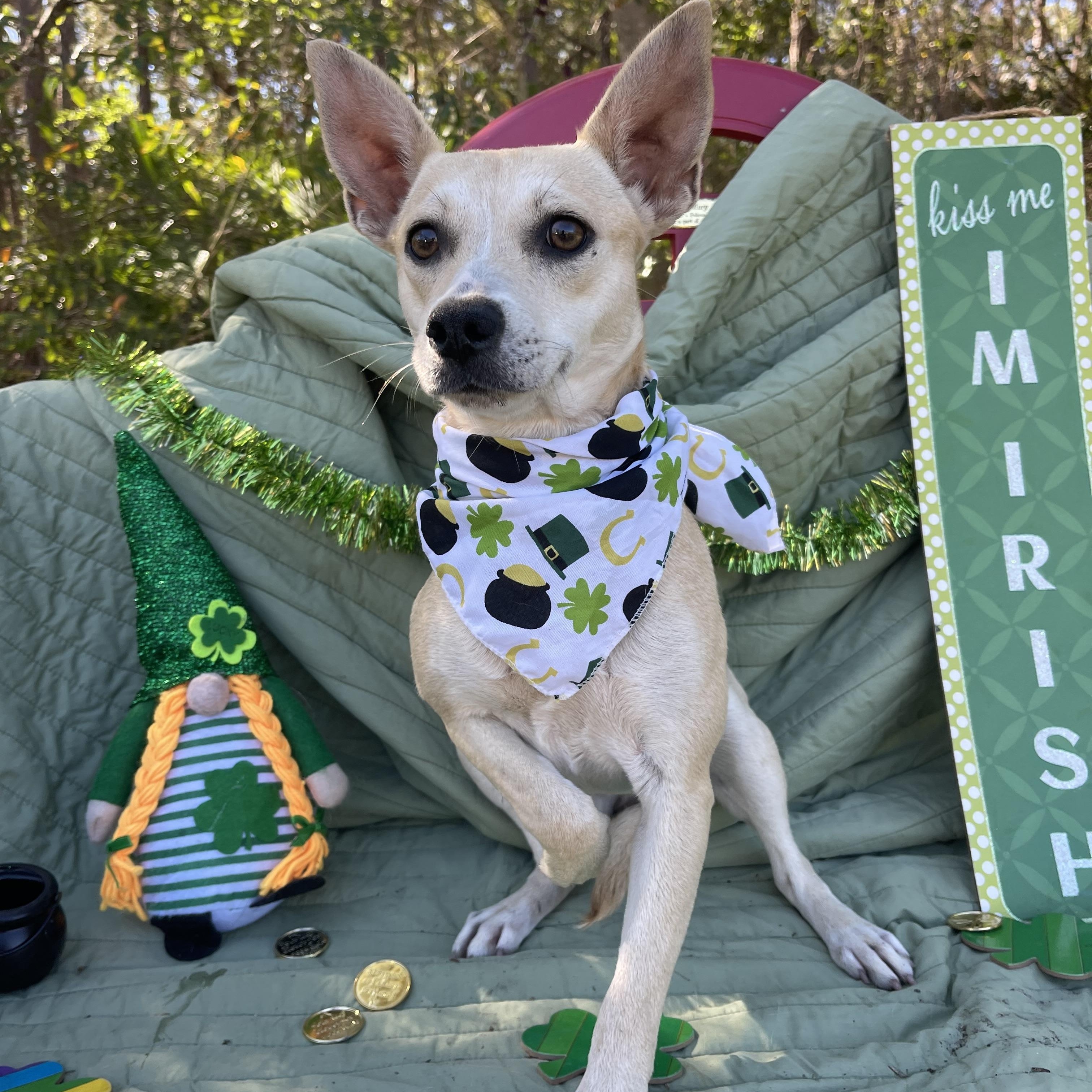 Enlarge Camille, an adopted mixed breed in Sebring, FL image 4/4