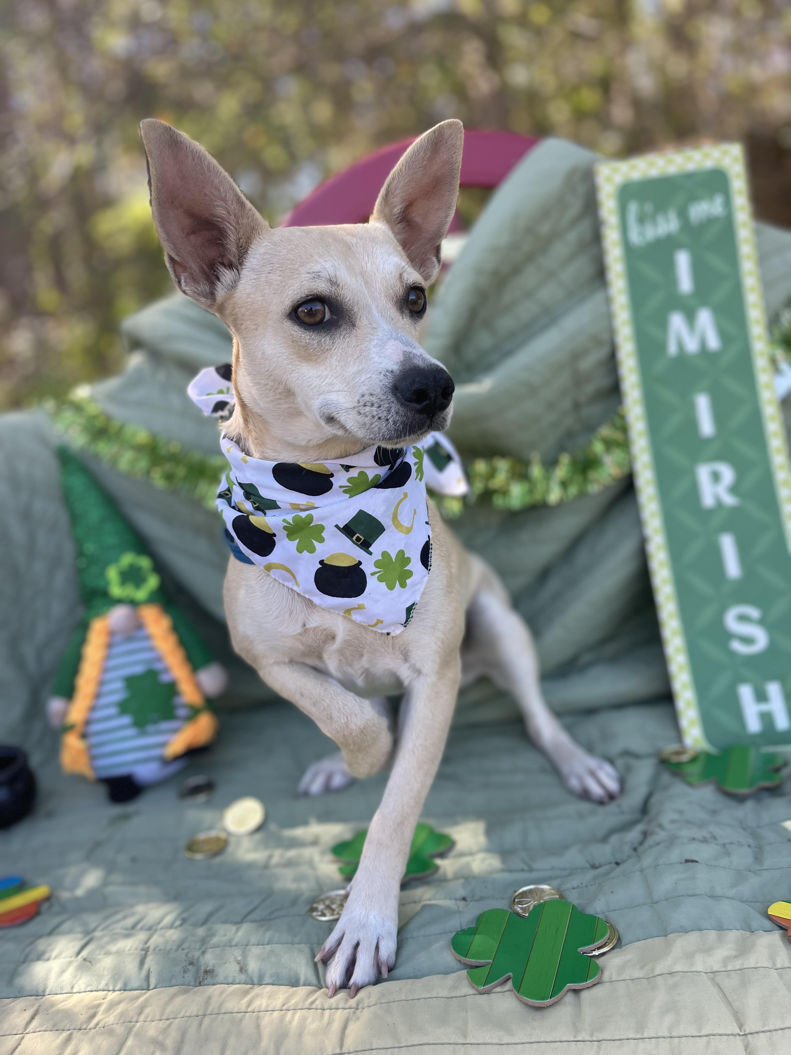 Enlarge Camille, an adopted mixed breed in Sebring, FL image 3/4