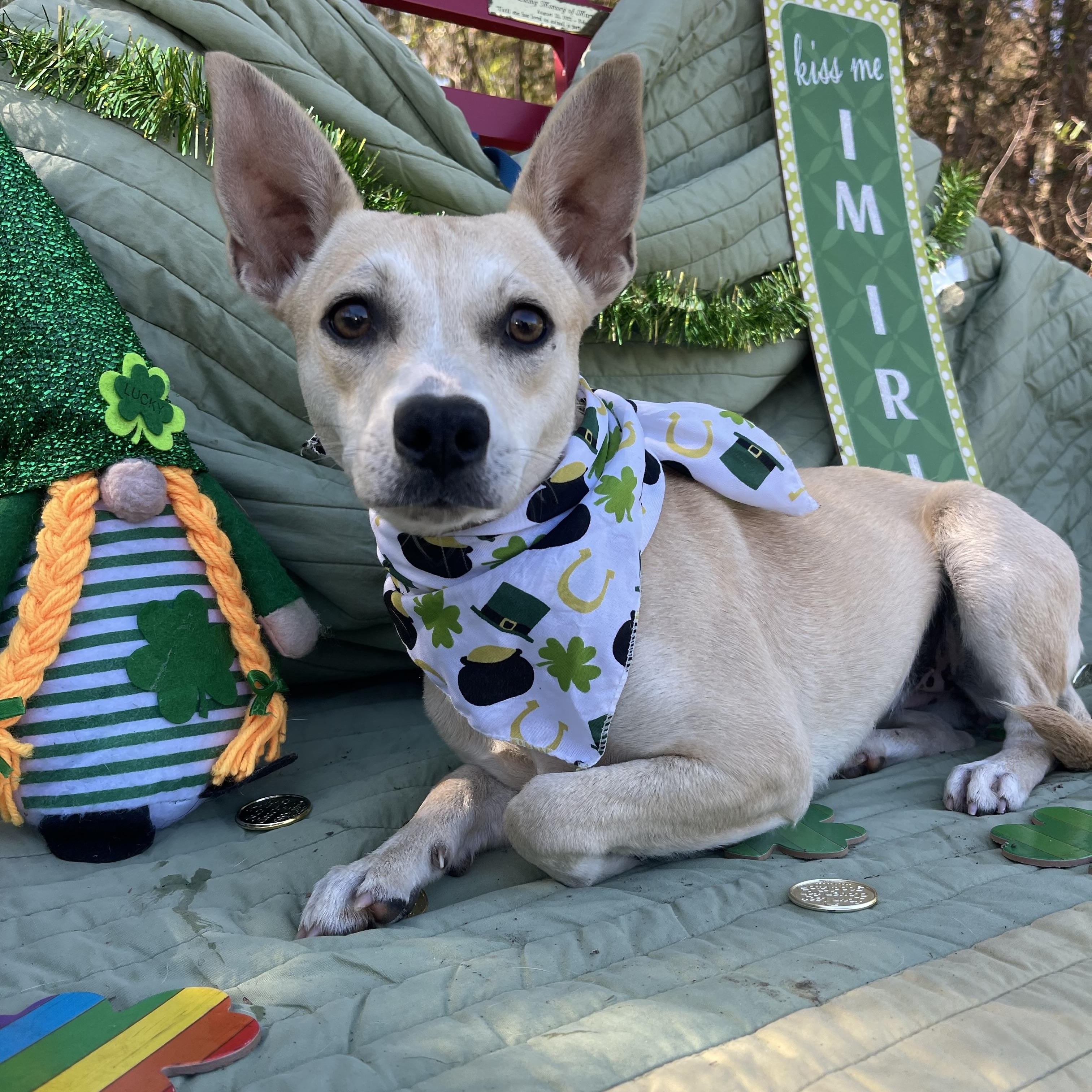 Enlarge Camille, an adopted mixed breed in Sebring, FL image 2/4