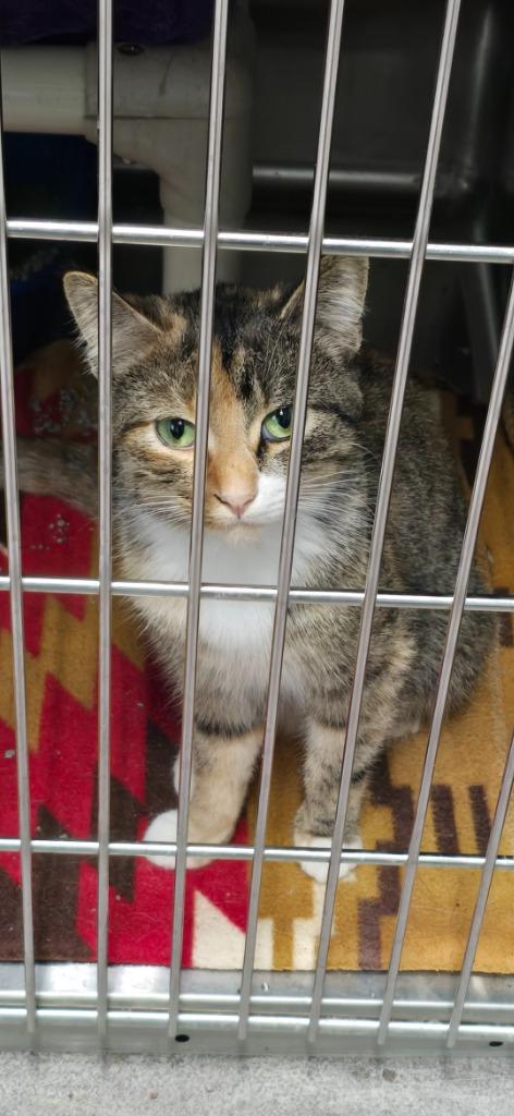 Abilene, Adopted, Adult Female Domestic Short Hair.