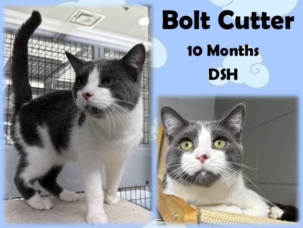 Bolt Cutter, ADOPTABLE, Adult Male Domestic Short Hair.
