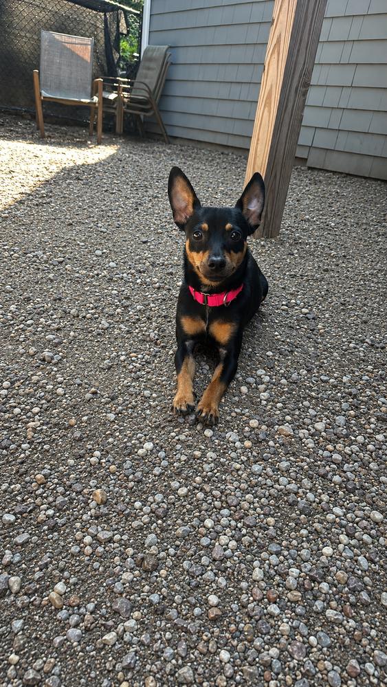 Enlarge Dodger, a Adoptable mixed breed in Saugus, MA image 1/4