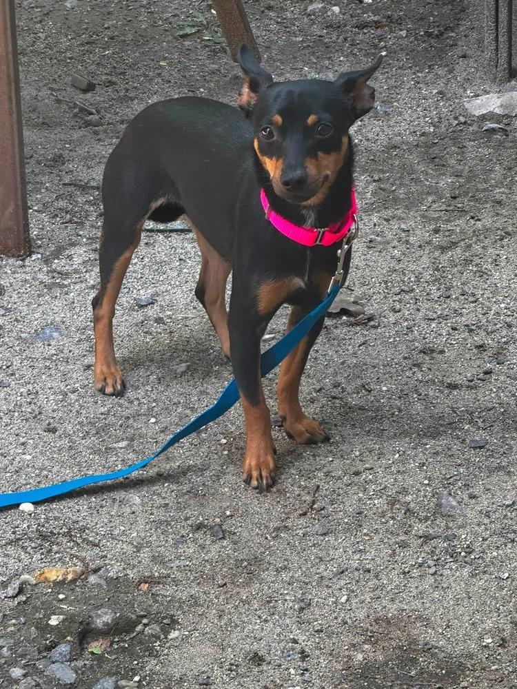 Enlarge Dodger, a Adoptable mixed breed in Saugus, MA image 2/4