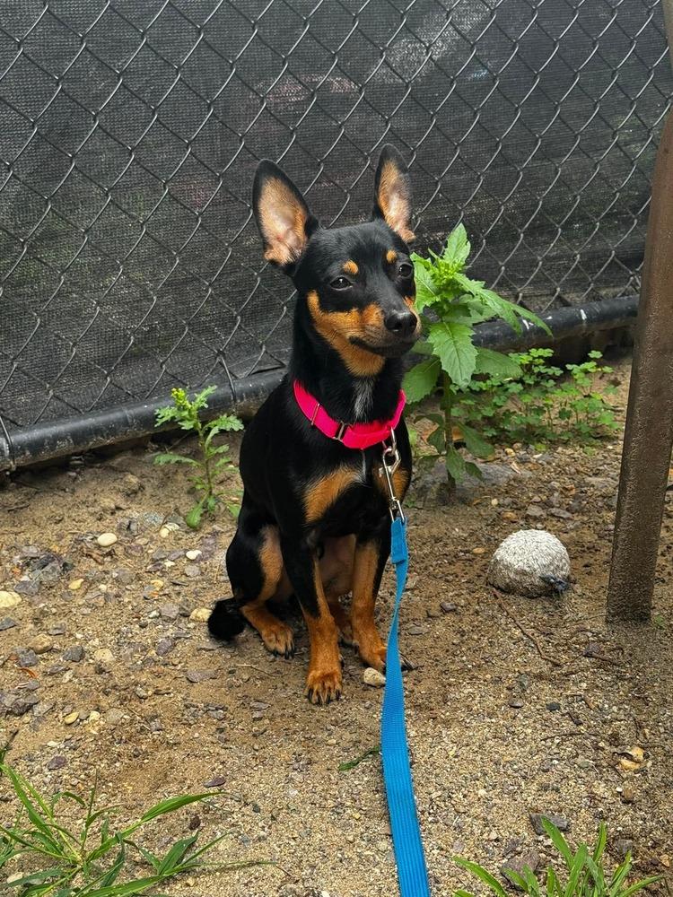 Enlarge Dodger, a Adoptable mixed breed in Saugus, MA image 3/4