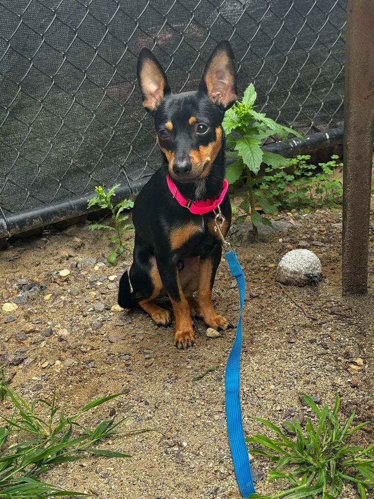 Enlarge Dodger, a Adoptable mixed breed in Saugus, MA image 4/4