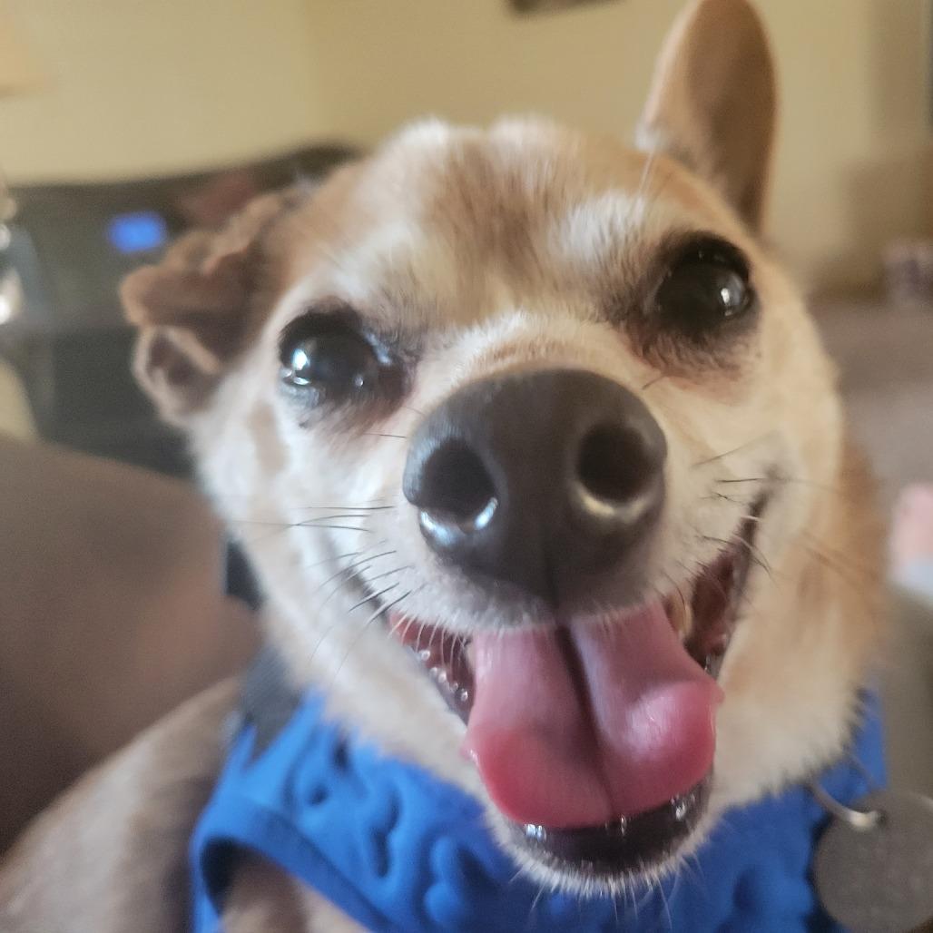 Fallon, Adoptable, Senior Male Chihuahua.