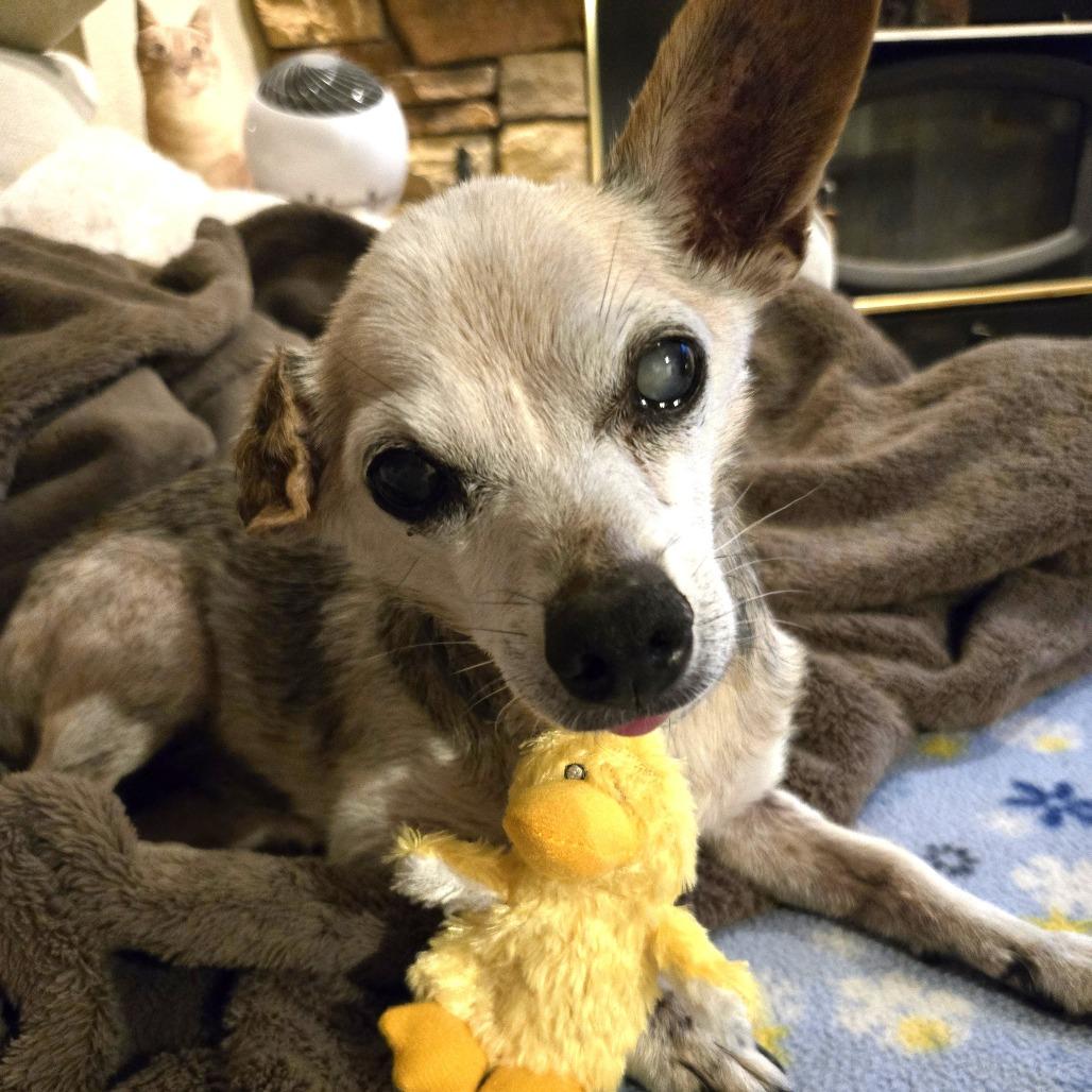 Fallon, a Adoptable Chihuahua in Sonoma, CA image 2/6