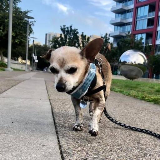 Fallon, a Adoptable Chihuahua in Sonoma, CA image 3/6