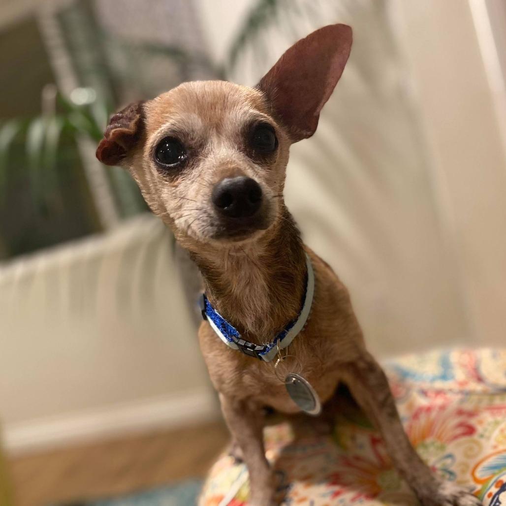 Fallon, a Adoptable Chihuahua in Sonoma, CA image 6/6