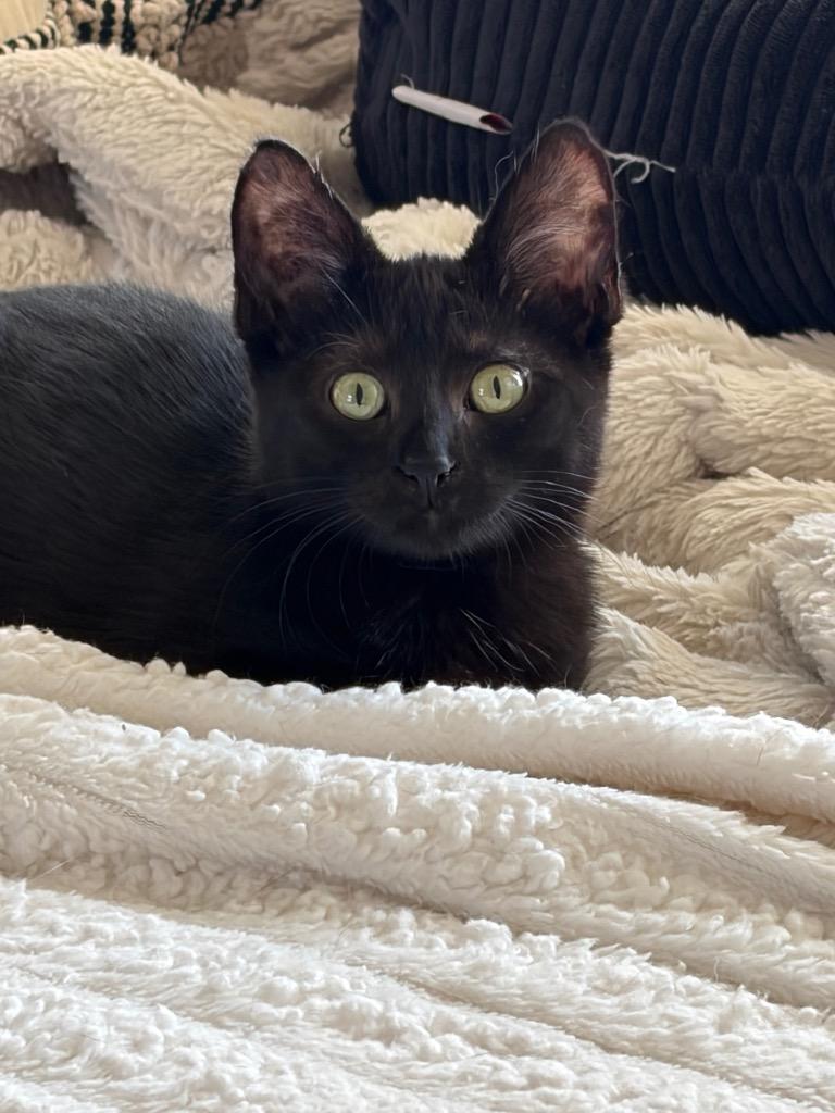 Ivy, Adoptable, Kitten Female Domestic Short Hair.