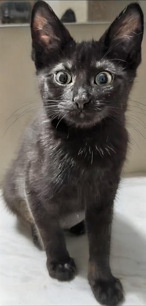 Ivy, a Adoptable mixed breed in Olathe, KS image 2/2