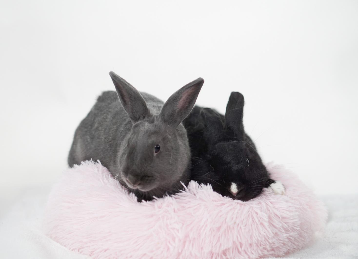 Enlarge Blue and Jack, a ADOPTABLE American in Jefferson, LA image 1/3