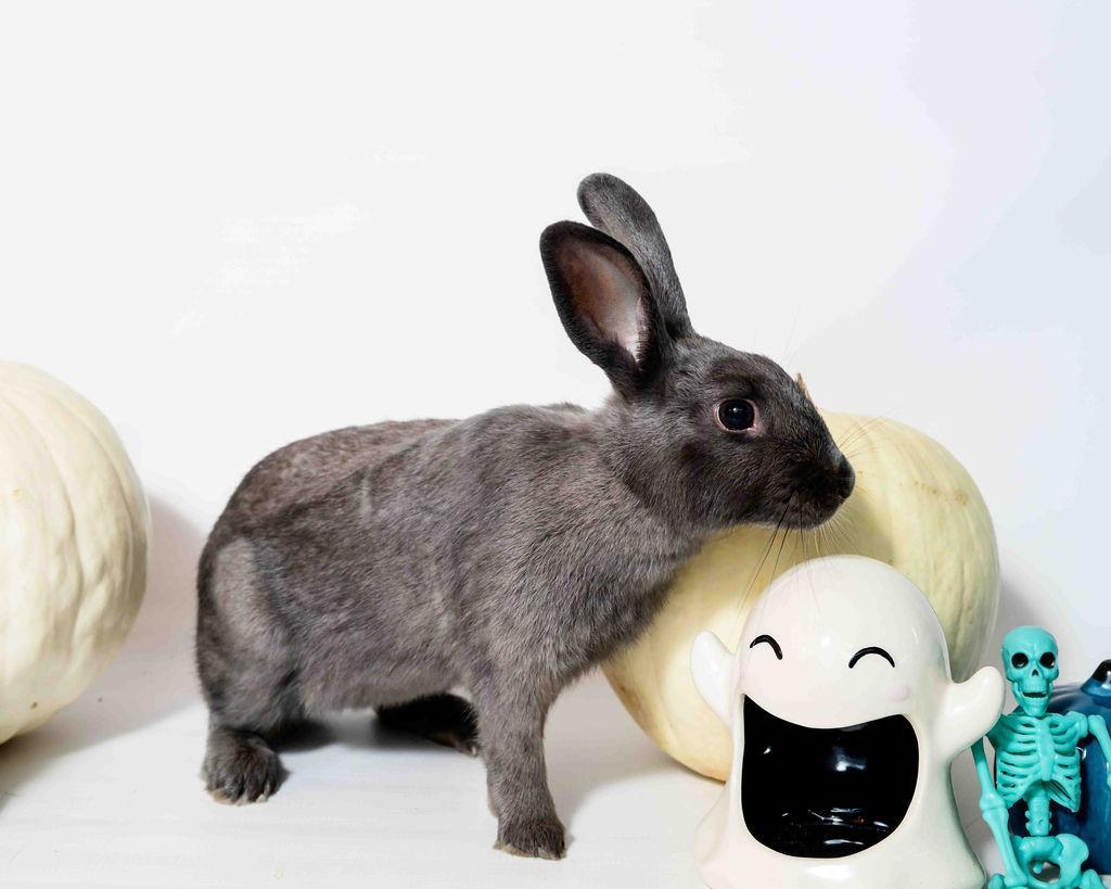 Enlarge Blue and Jack, a ADOPTABLE American in Jefferson, LA image 2/3