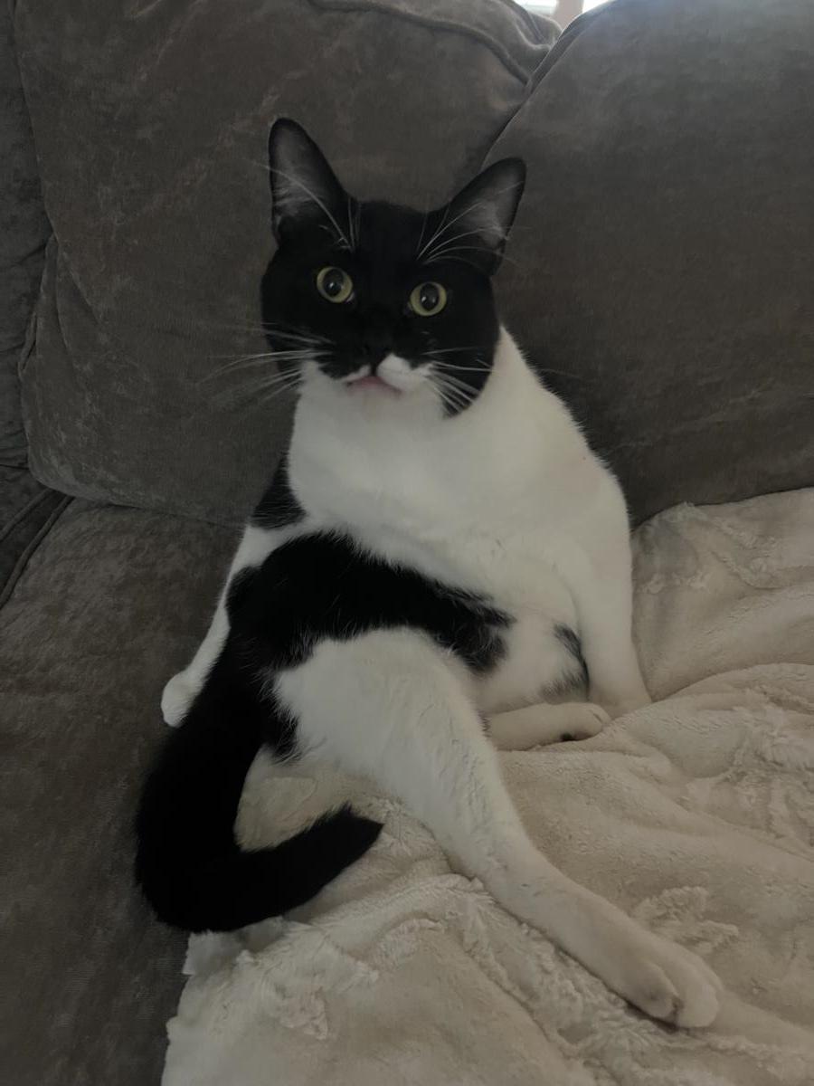 Enlarge Gus, a Adoptable Domestic Short Hair in La Jolla, CA image 1/3