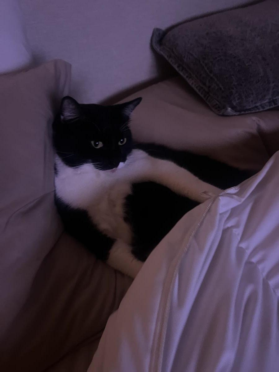 Enlarge Gus, a Adoptable Domestic Short Hair in La Jolla, CA image 2/3