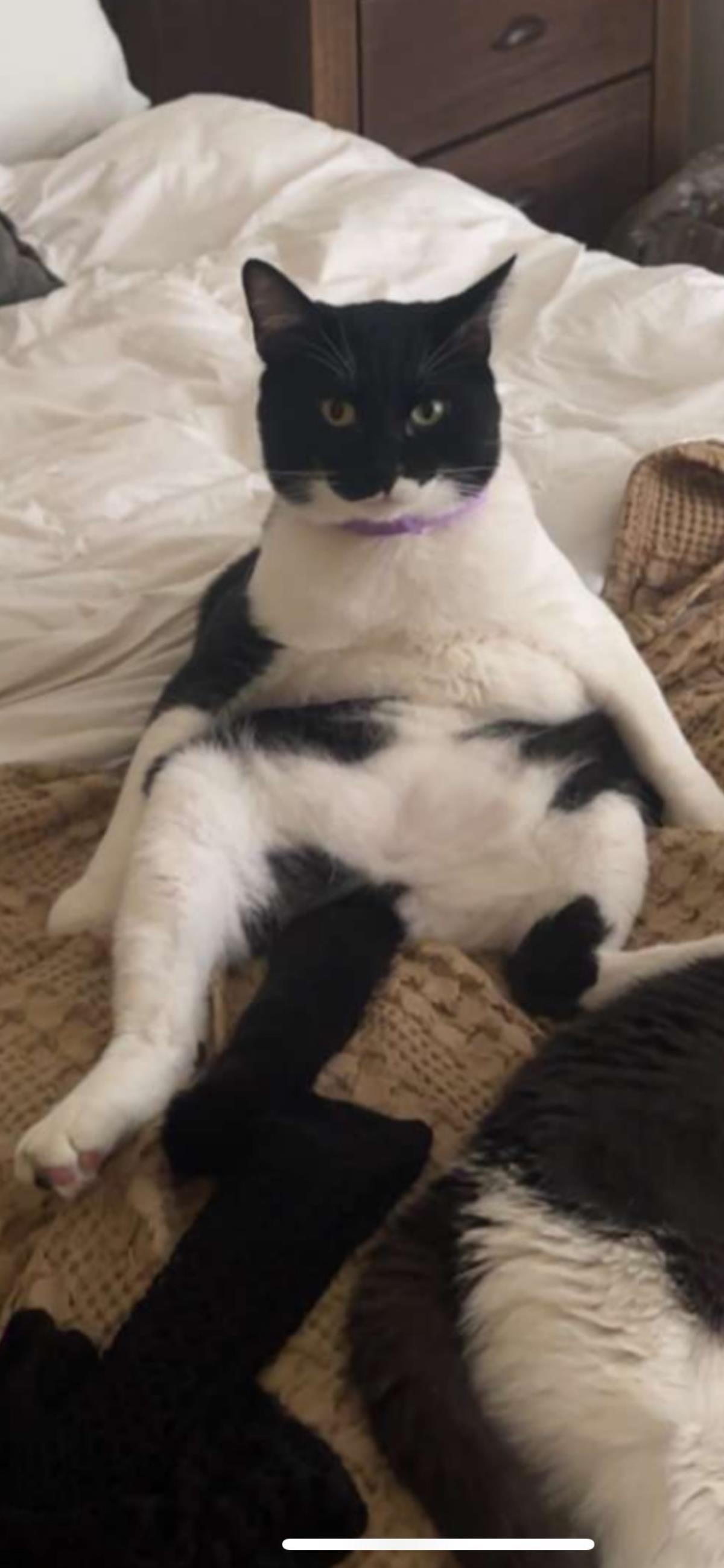 Enlarge Gus, a Adoptable Domestic Short Hair in La Jolla, CA image 3/3