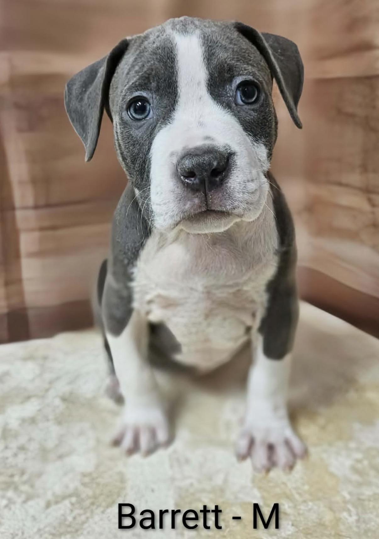 Barrett, Adoptable, Puppy Male Cane Corso & Pit Bull Terrier.