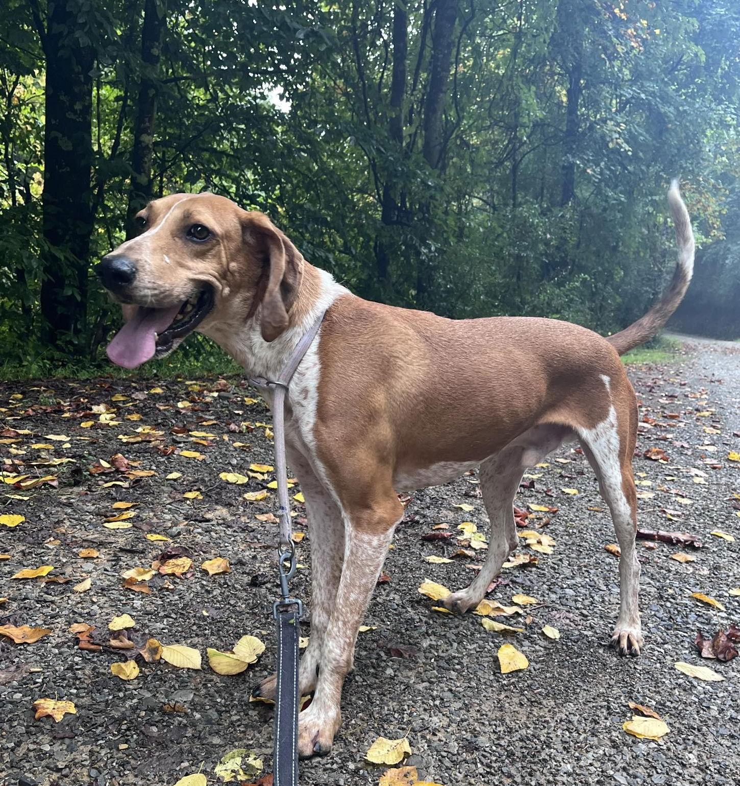 Dan, Adoptable, Adult Male Hound.