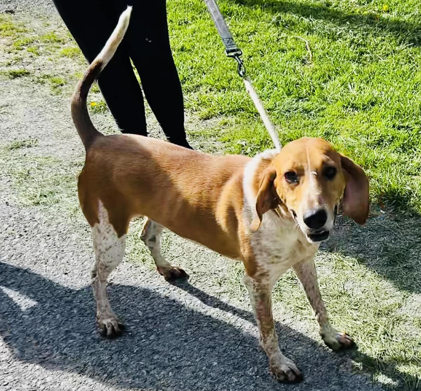 Enlarge Dan, a Adoptable Hound in Elkins, WV image 2/3