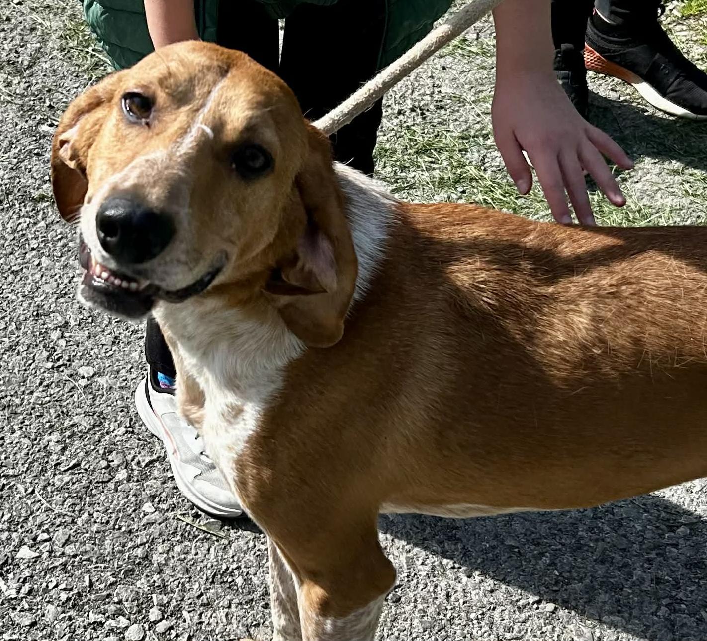 Enlarge Dan, a Adoptable Hound in Elkins, WV image 3/3