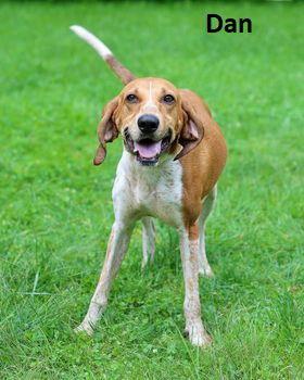 Enlarge Dan, a Adoptable Hound in Elkins, WV image 2/3