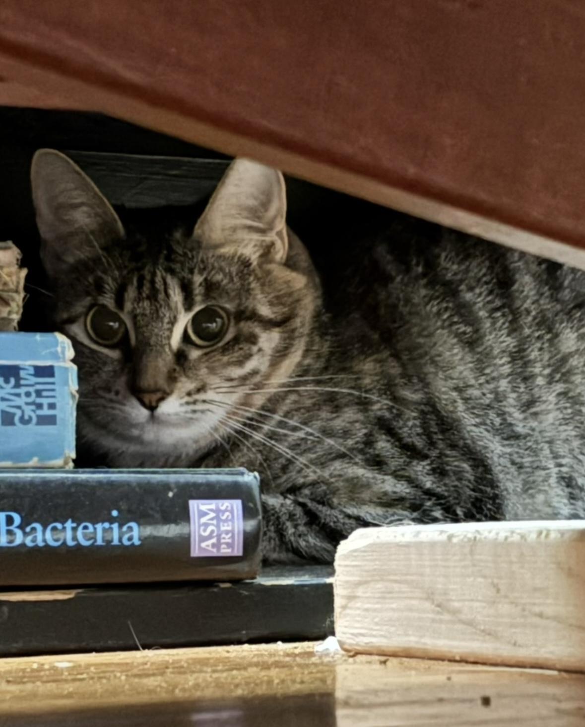 Enlarge Diamond, a Adoptable Domestic Short Hair in Canton, MA image 1/3