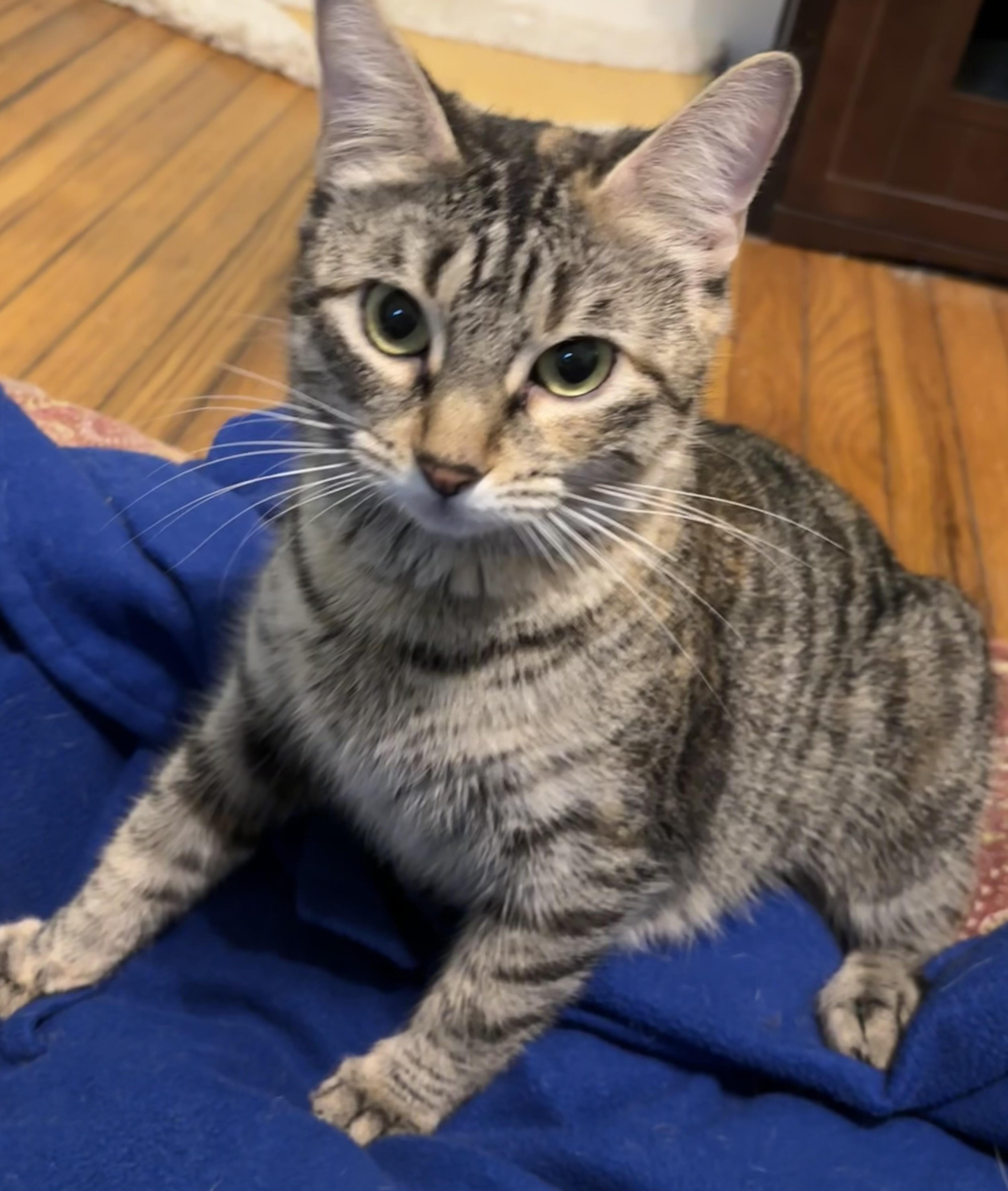 Enlarge Diamond, a Adoptable Domestic Short Hair in Canton, MA image 2/3