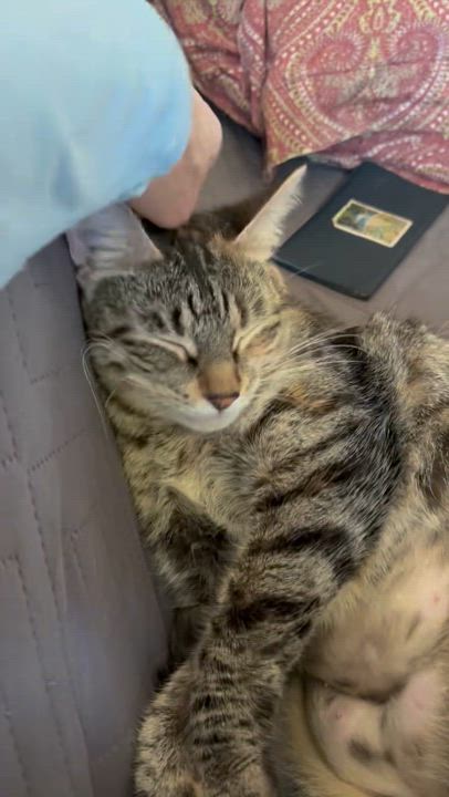 Enlarge Diamond, a Adoptable Domestic Short Hair in Canton, MA video 3/3