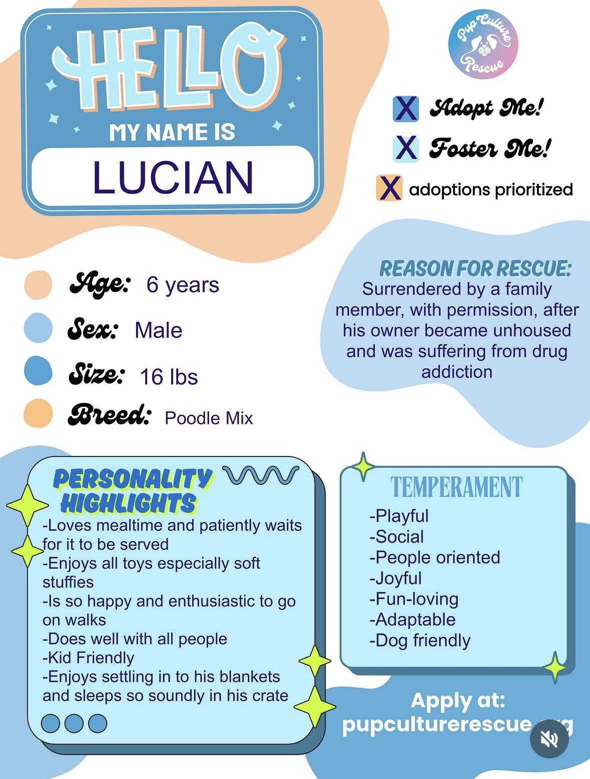 Enlarge Lucian, a Adoptable mixed breed in Pasadena, CA image 2/5
