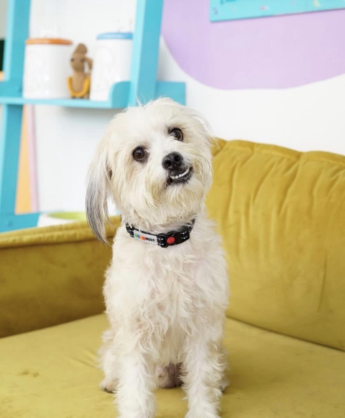 Enlarge Lucian, a Adoptable mixed breed in Pasadena, CA image 3/5
