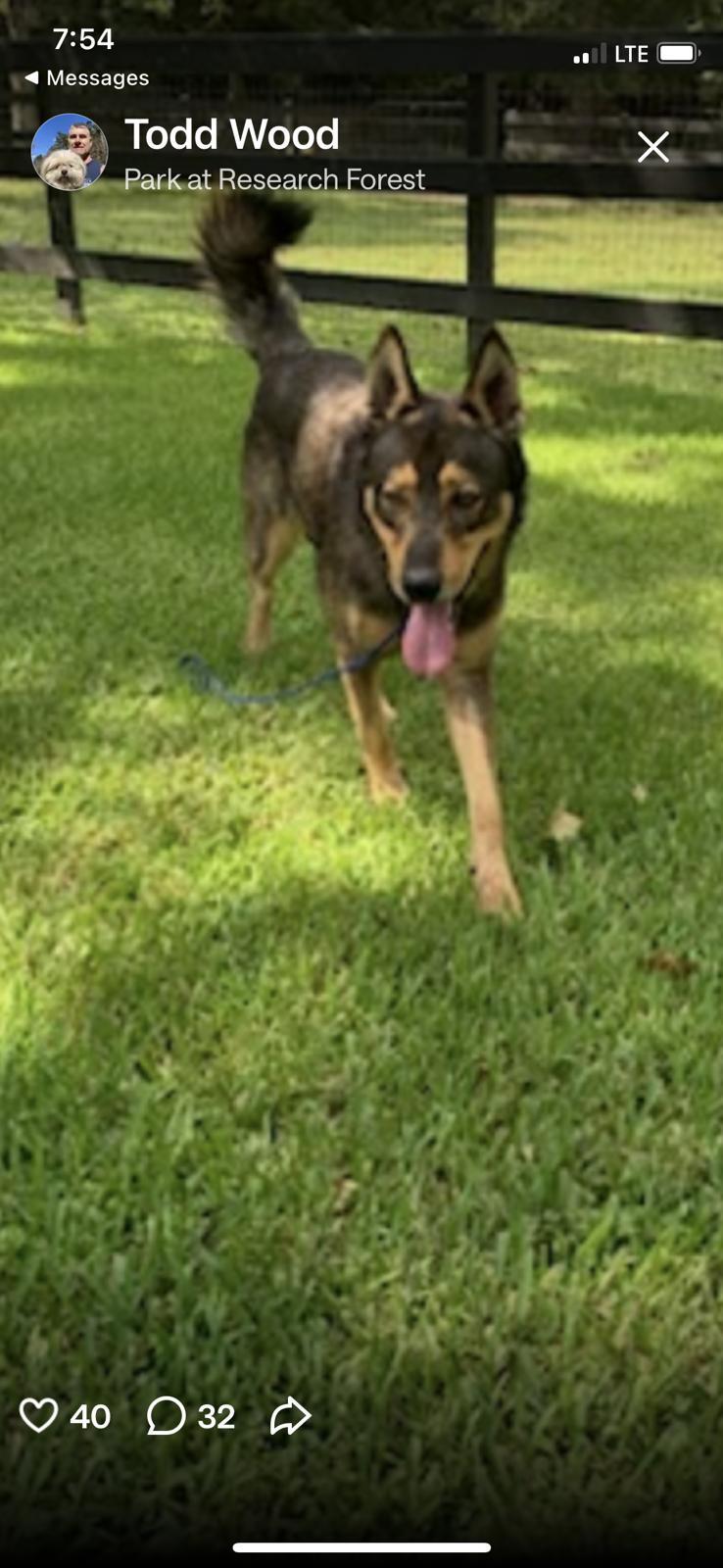 Tulsa, a Adoptable Shepherd in The Woodlands, TX image 1/2