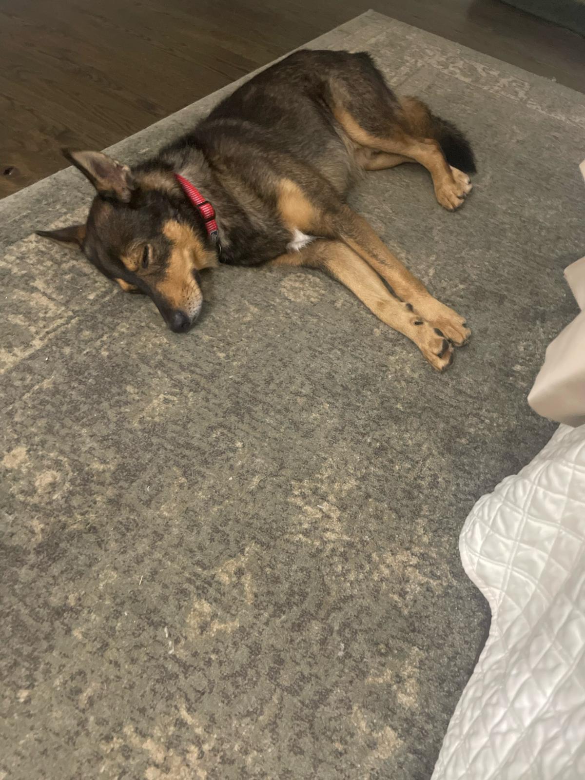 Tulsa, a Adoptable Shepherd in The Woodlands, TX image 2/2