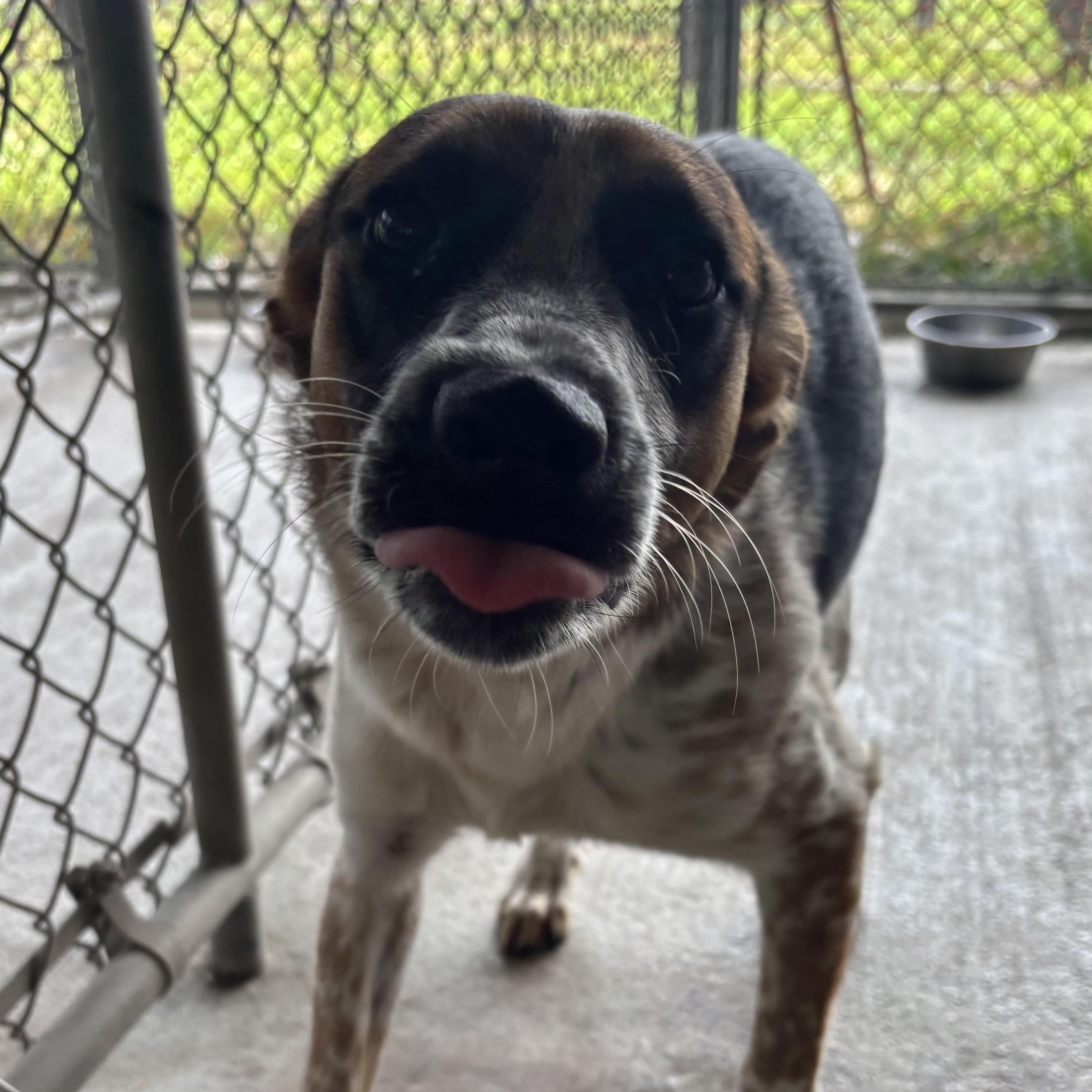 Kora, adopted, Young Female Australian Cattle Dog / Blue Heeler.
