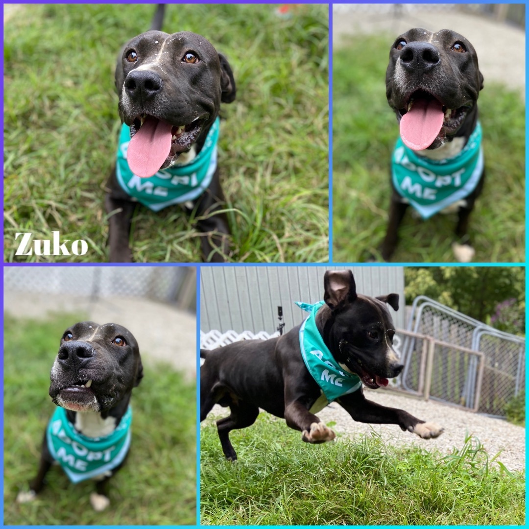 Enlarge Zuko, a Adoptable mixed breed in Huntington, WV image 1/5