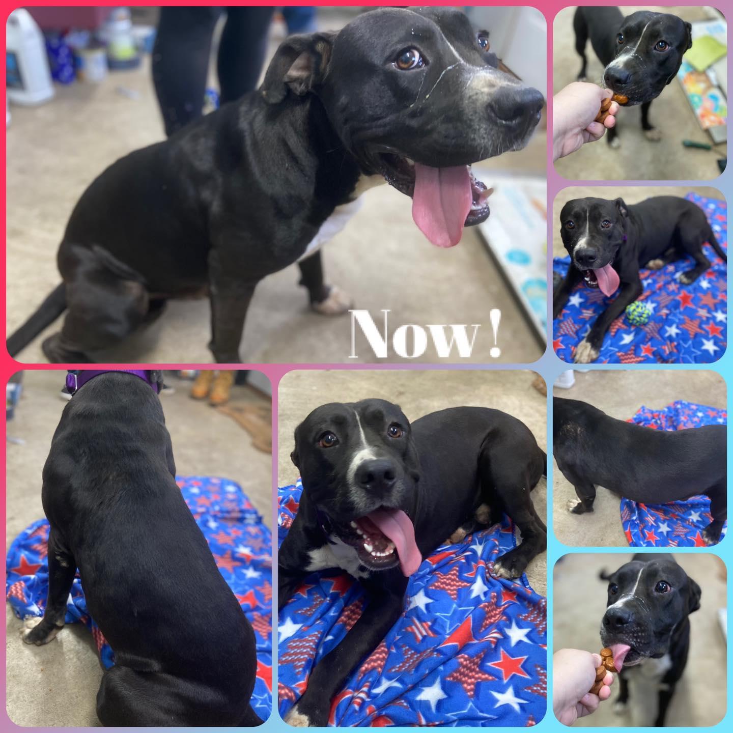 Enlarge Zuko, a Adoptable mixed breed in Huntington, WV image 4/5