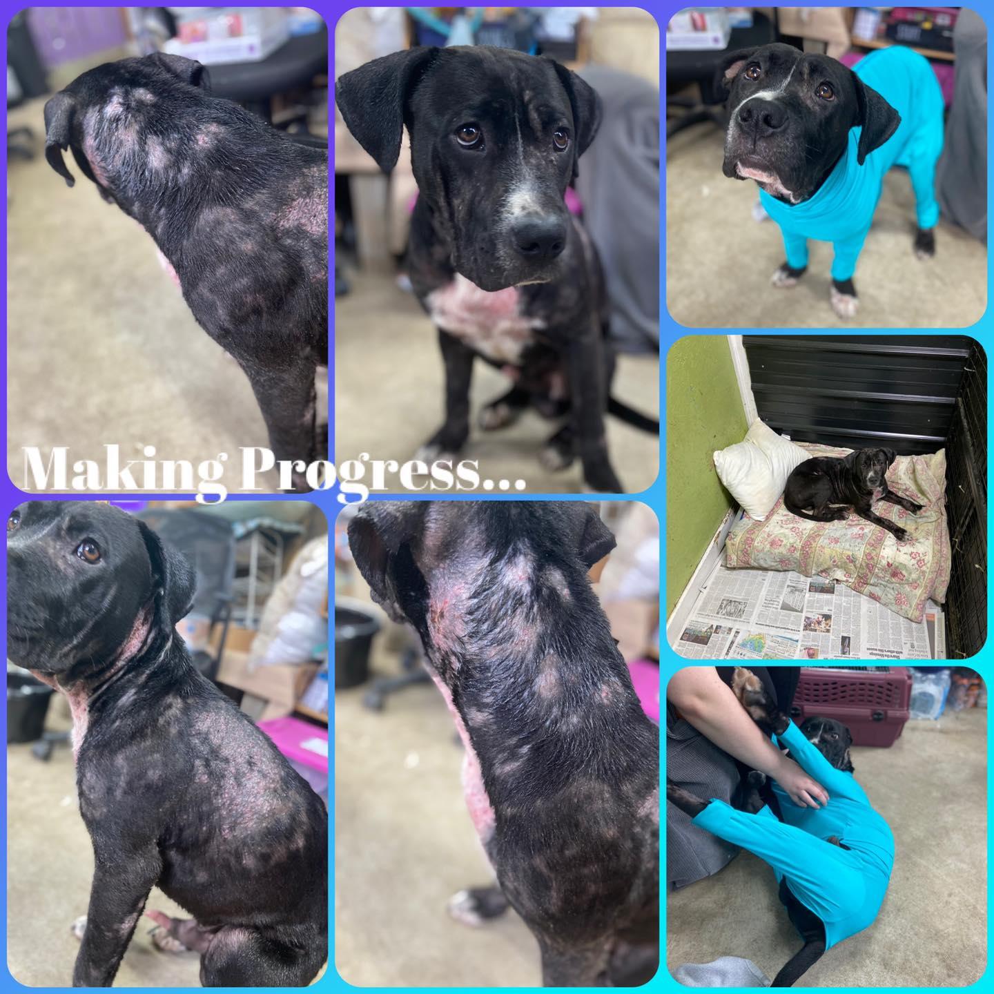 Enlarge Zuko, a Adoptable mixed breed in Huntington, WV image 5/5