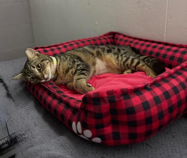 Enlarge Miss Kitty, a ADOPTABLE American Shorthair in Mount Pleasant, SC image 2/6