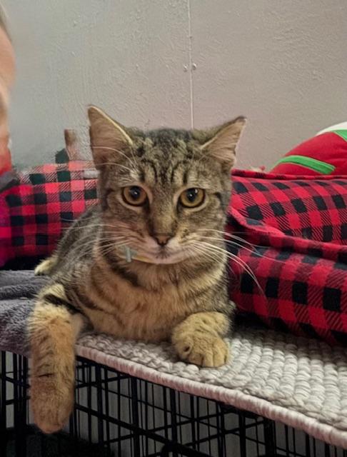 Enlarge Miss Kitty, a ADOPTABLE American Shorthair in Mount Pleasant, SC image 5/6