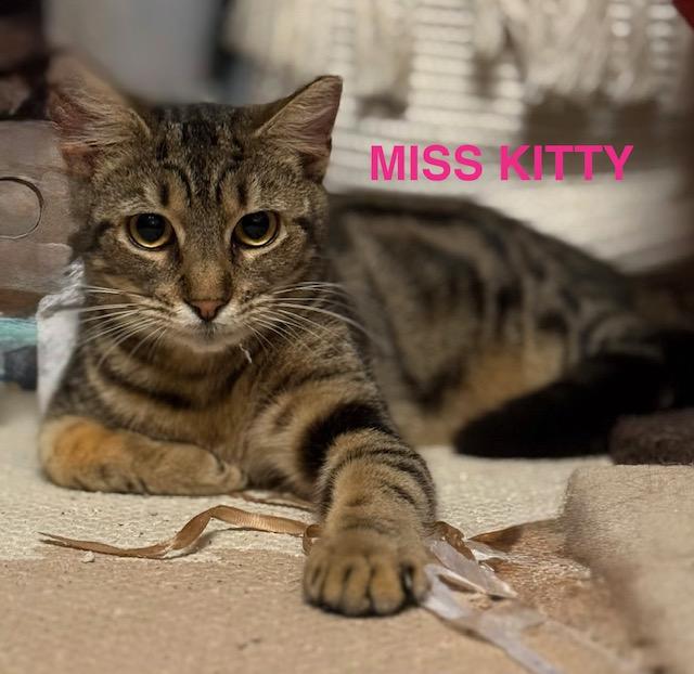 Enlarge Miss Kitty, a ADOPTABLE American Shorthair in Mount Pleasant, SC image 6/6