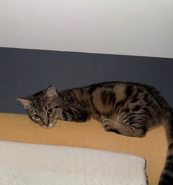 Enlarge Miss Kitty, a ADOPTABLE American Shorthair in Mount Pleasant, SC image 1/6