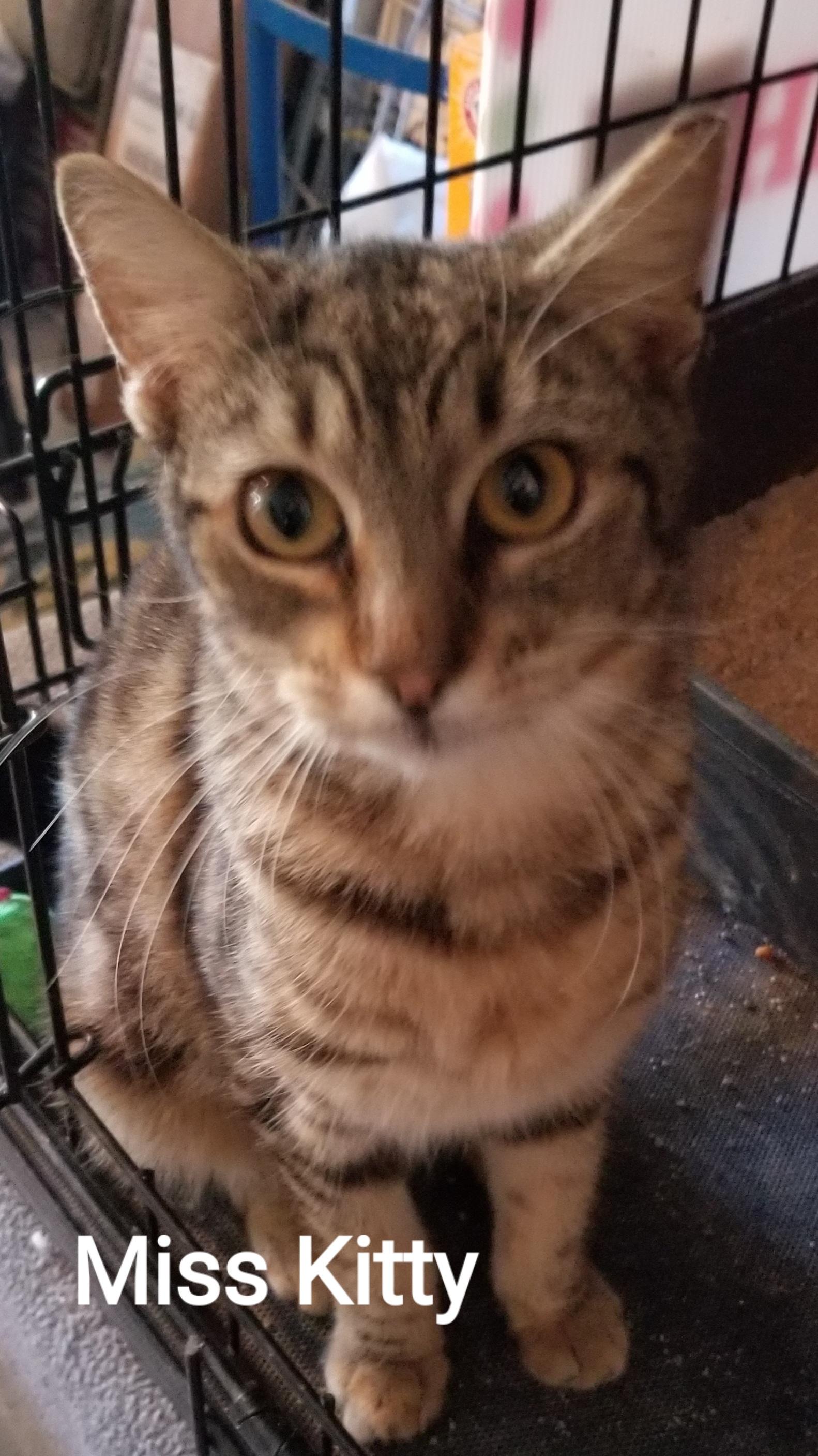 Miss Kitty, ADOPTABLE, Young Female American Shorthair.